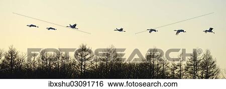 "Red-crowned Cranes, Japanese Cranes or Manchurian Cranes (Grus Japonensis), in flight to roost at dusk, Kushiro-Shitsugen-Nationalpark, Kushiro, Hokkaido, Japan, Asia" View Large Photo Image Stock Photograph - "Red-crowned Cranes, Japanese Cranes or Manchurian Cranes (Grus Japonensis), in flight to roost at dusk, Kushiro-Shitsugen-Nationalpark, Kushiro, Hokkaido, Japan, Asia". Fotosearch