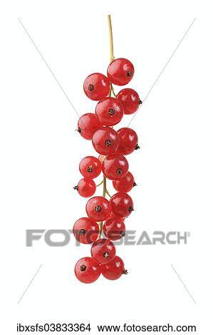 "Red currants, Heinemanns Spatlese variety" View Large Photo Image Picture - "Red currants, Heinemanns Spatlese variety". Fotosearch
