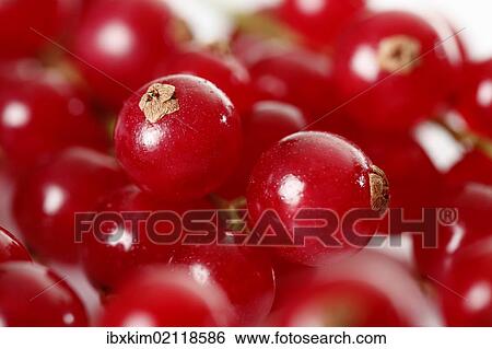 "Red currants (Ribes), detail view" View Large Photo Image Stock Photograph - "Red currants (Ribes), detail view". Fotosearch
