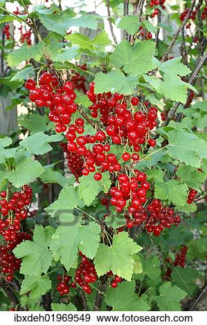 Stock Photo - "Red currants (Ribes rubrum), garden fruit, Allgaeu, Bavaria, Germany, Europe". Fotosearch