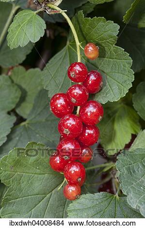 Red Currants (Ribes rubrum) View Large Photo Image Picture - Red Currants (Ribes rubrum). Fotosearch