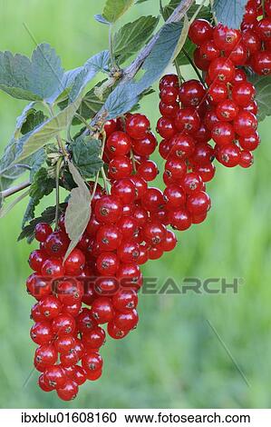 Red currants (Ribes rubrum) View Large Photo Image Stock Image - Red currants (Ribes rubrum). Fotosearch