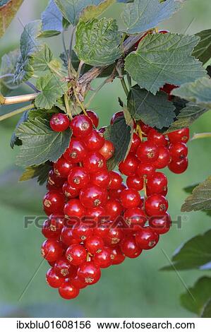 Red currants (Ribes rubrum) View Large Photo Image Stock Photograph - Red currants (Ribes rubrum). Fotosearch