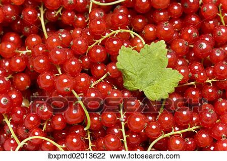Red Currants (Ribes rubrum) with a leaf View Large Photo Image Stock Image - Red Currants (Ribes rubrum) with a leaf. Fotosearch
