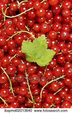 Stock Image - Red Currants (Ribes rubrum) with a leaf. Fotosearch
