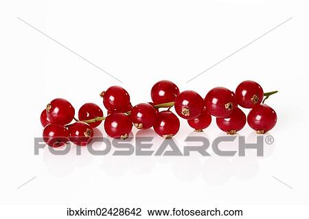 Stock Image - Red Currants (Ribes). Fotosearch