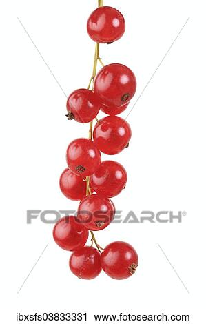 "Red currants, Rovanda variety" View Large Photo Image Stock Image - "Red currants, Rovanda variety". Fotosearch