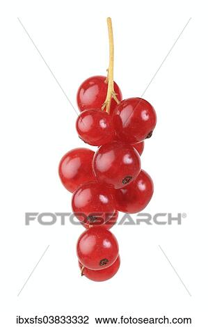 "Red currants, Rovanda variety" View Large Photo Image Stock Image - "Red currants, Rovanda variety". Fotosearch