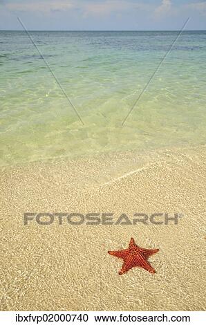 "Red cushion sea star (Oreaster reticulatus), protected species, Playa Ancon beach, near Trinidad, Cuba, Caribbean, North America" View Large Photo Image Stock Image - "Red cushion sea star (Oreaster reticulatus), protected species, Playa Ancon beach, near Trinidad, Cuba, Caribbean, North America". Fotosearch