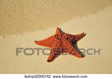 "Red cushion sea star (Oreaster reticulatus), protected species, Playa Ancon beach, near Trinidad, Cuba, Caribbean, North America" View Large Photo Image Stock Image - "Red cushion sea star (Oreaster reticulatus), protected species, Playa Ancon beach, near Trinidad, Cuba, Caribbean, North America". Fotosearch