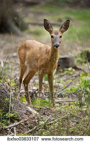 "Red Deer (Capreolus capreolus), hind standing in the forest, captive, Saxony, Germany, Europe" View Large Photo Image Stock Photo - "Red Deer (Capreolus capreolus), hind standing in the forest, captive, Saxony, Germany, Europe". Fotosearch