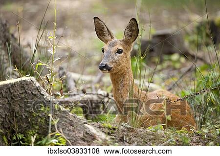 "Red Deer (Capreolus capreolus), hind lying on the forest floor, captive, Saxony, Germany, Europe" View Large Photo Image Stock Photo - "Red Deer (Capreolus capreolus), hind lying on the forest floor, captive, Saxony, Germany, Europe". Fotosearch