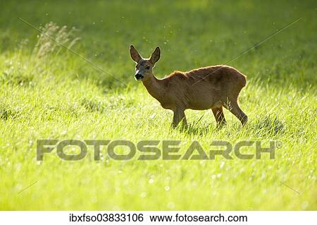 "Red Deer (Capreolus capreolus), hind standing on a meadow, captive, Saxony, Germany, Europe" View Large Photo Image Stock Photograph - "Red Deer (Capreolus capreolus), hind standing on a meadow, captive, Saxony, Germany, Europe". Fotosearch