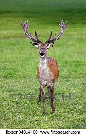 "Red Deer (Cervus elaphus), adult male, stag, antlers in velvet, Surrey, England, United Kingdom, Europe" View Large Photo Image Stock Image - "Red Deer (Cervus elaphus), adult male, stag, antlers in velvet, Surrey, England, United Kingdom, Europe". Fotosearch