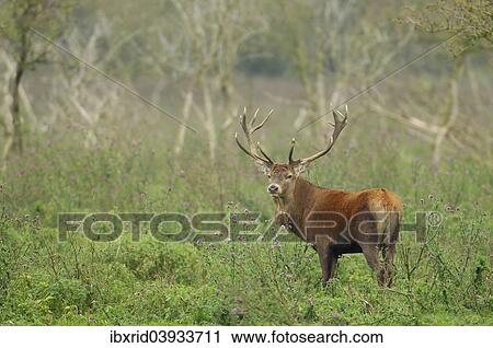Stock Image - "Red Deer (Cervus elaphus), alert, Oostvaardersplassen, The Netherlands, Europe". Fotosearch