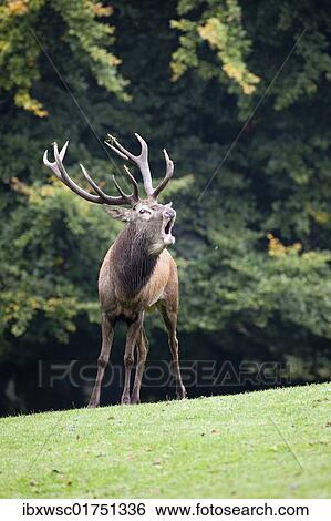 "Red Deer (Cervus elaphus), belling" View Large Photo Image Stock Photograph - "Red Deer (Cervus elaphus), belling". Fotosearch