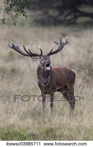 "Red Deer (Cervus elaphus), bellowing stag, Klampenborg, Copenhagen, Denmark, Europe" View Large Photo Image Stock Image - "Red Deer (Cervus elaphus), bellowing stag, Klampenborg, Copenhagen, Denmark, Europe". Fotosearch