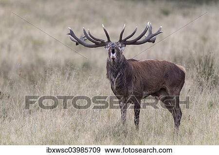 "Red Deer (Cervus elaphus), bellowing stag, Klampenborg, Copenhagen, Denmark, Europe" View Large Photo Image Stock Photo - "Red Deer (Cervus elaphus), bellowing stag, Klampenborg, Copenhagen, Denmark, Europe". Fotosearch