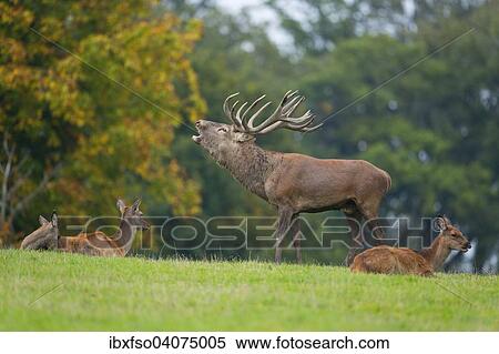 "Red Deer (Cervus elaphus), bellowing during the rut, captive, Lower Saxony, Germany, Europe" View Large Photo Image Stock Photography - "Red Deer (Cervus elaphus), bellowing during the rut, captive, Lower Saxony, Germany, Europe". Fotosearch