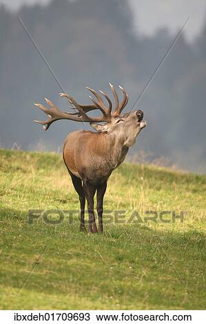 "Red deer (Cervus elaphus) bugeling during rutting season, Allgaeu, Bavaria, Germany, Europe" View Large Photo Image Stock Image - "Red deer (Cervus elaphus) bugeling during rutting season, Allgaeu, Bavaria, Germany, Europe". Fotosearch