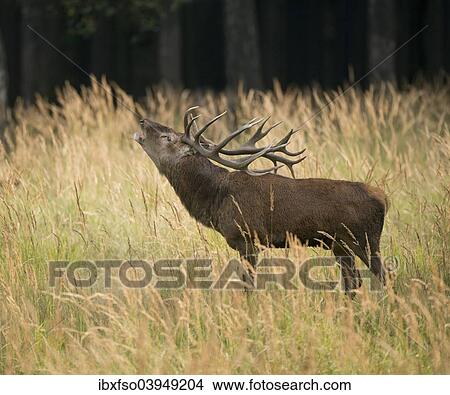 "Red Deer (Cervus elaphus) bugling in the rutting season, captive, Saxony, Germany, Europe" View Large Photo Image Picture - "Red Deer (Cervus elaphus) bugling in the rutting season, captive, Saxony, Germany, Europe". Fotosearch