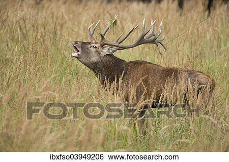 "Red Deer (Cervus elaphus) bugling in the rutting season, captive, Saxony, Germany, Europe" View Large Photo Image Stock Photograph - "Red Deer (Cervus elaphus) bugling in the rutting season, captive, Saxony, Germany, Europe". Fotosearch
