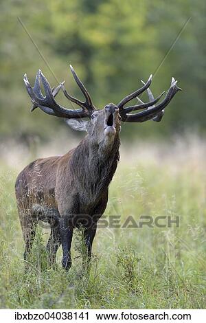 "Red Deer (Cervus elaphus), bugling stag, Klampenborg, Copenhagen, Denmark, Europe" View Large Photo Image Stock Image - "Red Deer (Cervus elaphus), bugling stag, Klampenborg, Copenhagen, Denmark, Europe". Fotosearch