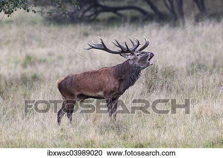 "Red Deer (Cervus elaphus), bugling stag in rut, Copenhagen, Denmark, Europe" View Large Photo Image Stock Image - "Red Deer (Cervus elaphus), bugling stag in rut, Copenhagen, Denmark, Europe". Fotosearch