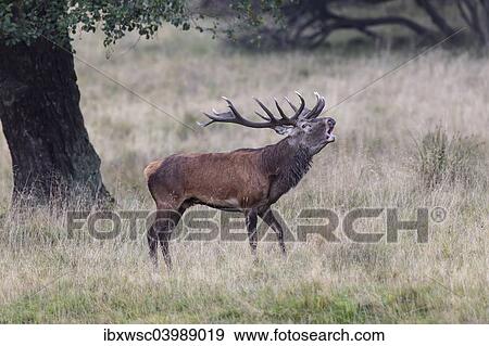 Stock Photo - "Red Deer (Cervus elaphus), bugling stag in rut, Copenhagen, Denmark, Europe". Fotosearch