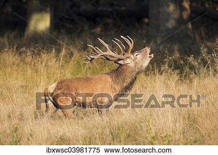 "Red Deer (Cervus elaphus), bugling stag in the rut, captive, Copenhagen, Denmark, Europe" View Large Photo Image Stock Photography - "Red Deer (Cervus elaphus), bugling stag in the rut, captive, Copenhagen, Denmark, Europe". Fotosearch