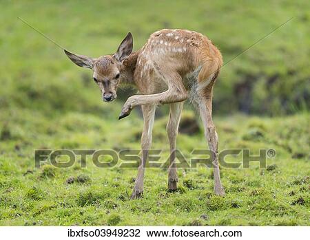 Stock Image - "Red Deer (Cervus elaphus), calf, captive, Lower Saxony, Germany, Europe". Fotosearch