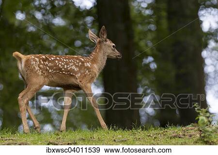 "Red Deer (Cervus elaphus), calf, Vulkaneifel, Rhineland-Palatinate, Germany, Europe" View Large Photo Image Stock Photo - "Red Deer (Cervus elaphus), calf, Vulkaneifel, Rhineland-Palatinate, Germany, Europe". Fotosearch