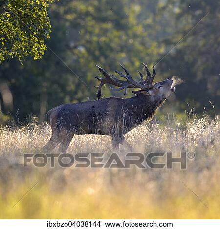 "Red Deer (Cervus elaphus) calling stag with condensing breath, Klampenborg, Copenhagen, Denmark, Europe" View Large Photo Image Picture - "Red Deer (Cervus elaphus) calling stag with condensing breath, Klampenborg, Copenhagen, Denmark, Europe". Fotosearch