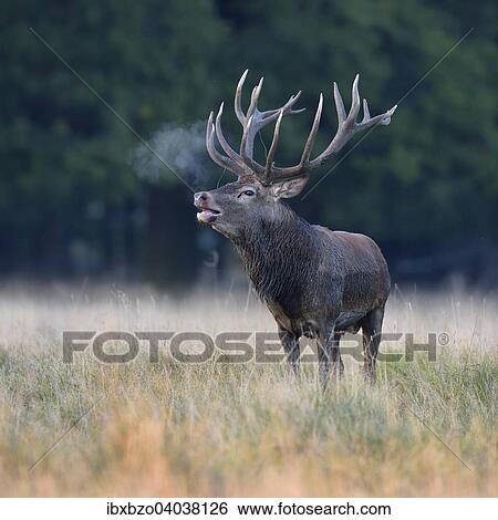 "Red Deer (Cervus elaphus) calling stag with condensing breath, Klampenborg, Copenhagen, Denmark, Europe" View Large Photo Image Stock Photograph - "Red Deer (Cervus elaphus) calling stag with condensing breath, Klampenborg, Copenhagen, Denmark, Europe". Fotosearch