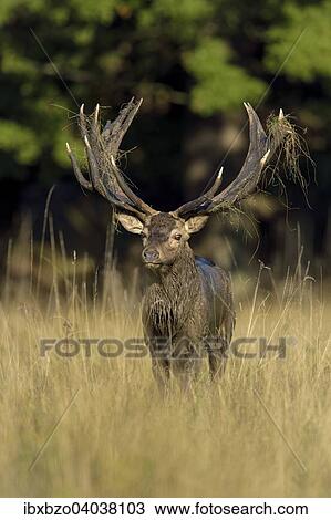 "Red Deer (Cervus elaphus), capital rutting stag after wallow, display, Klampenborg, Copenhagen, Denmark, Europe" View Large Photo Image Stock Image - "Red Deer (Cervus elaphus), capital rutting stag after wallow, display, Klampenborg, Copenhagen, Denmark, Europe". Fotosearch