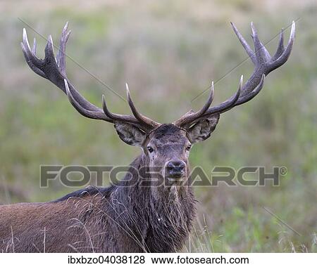 "Red Deer (Cervus elaphus), capital older stag, Klampenborg, Copenhagen, Denmark, Europe" View Large Photo Image Stock Photo - "Red Deer (Cervus elaphus), capital older stag, Klampenborg, Copenhagen, Denmark, Europe". Fotosearch