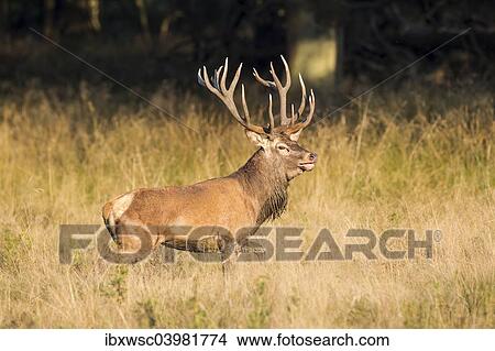 "Red Deer (Cervus elaphus), captive, Copenhagen, Denmark, Europe" View Large Photo Image Picture - "Red Deer (Cervus elaphus), captive, Copenhagen, Denmark, Europe". Fotosearch