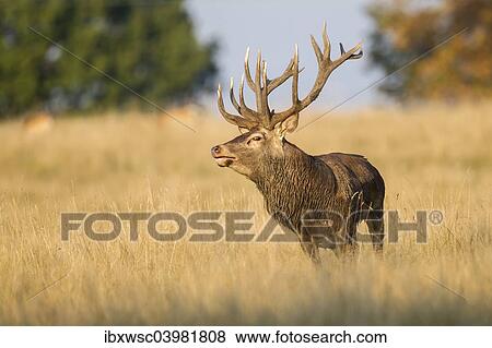 "Red Deer (Cervus elaphus), captive, Copenhagen, Denmark, Europe" View Large Photo Image Stock Photo - "Red Deer (Cervus elaphus), captive, Copenhagen, Denmark, Europe". Fotosearch