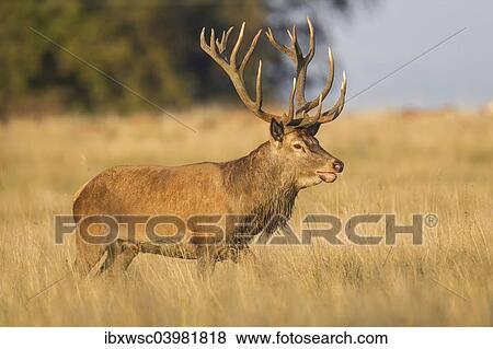 "Red Deer (Cervus elaphus), captive, Copenhagen, Denmark, Europe" View Large Photo Image Stock Photo - "Red Deer (Cervus elaphus), captive, Copenhagen, Denmark, Europe". Fotosearch