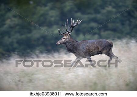 "Red Deer (Cervus elaphus), Copenhagen, Denmark, Europe" View Large Photo Image Stock Image - "Red Deer (Cervus elaphus), Copenhagen, Denmark, Europe". Fotosearch
