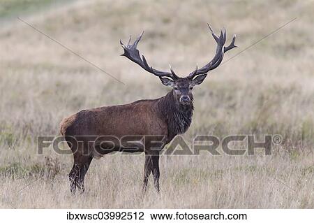 "Red Deer (Cervus elaphus), Copenhagen, Denmark, Europe" View Large Photo Image Stock Image - "Red Deer (Cervus elaphus), Copenhagen, Denmark, Europe". Fotosearch