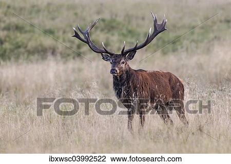 "Red Deer (Cervus elaphus), Copenhagen, Denmark, Europe" View Large Photo Image Stock Image - "Red Deer (Cervus elaphus), Copenhagen, Denmark, Europe". Fotosearch