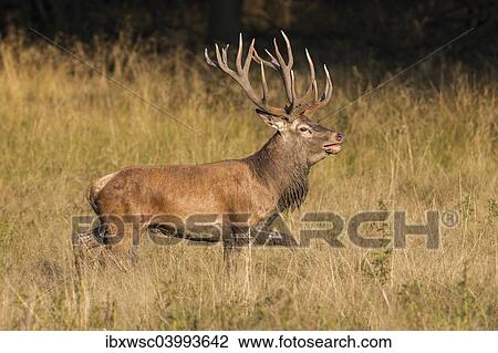 "Red Deer (Cervus elaphus), Copenhagen, Denmark, Europe" View Large Photo Image Stock Image - "Red Deer (Cervus elaphus), Copenhagen, Denmark, Europe". Fotosearch