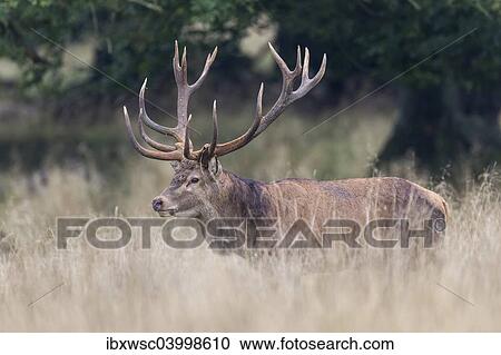"Red Deer (Cervus elaphus), Copenhagen, Denmark, Europe" View Large Photo Image Stock Image - "Red Deer (Cervus elaphus), Copenhagen, Denmark, Europe". Fotosearch