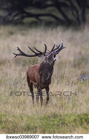 "Red Deer (Cervus elaphus), Copenhagen, Denmark, Europe" View Large Photo Image Stock Photo - "Red Deer (Cervus elaphus), Copenhagen, Denmark, Europe". Fotosearch