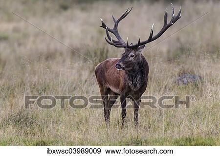 "Red Deer (Cervus elaphus), Copenhagen, Denmark, Europe" View Large Photo Image Stock Photo - "Red Deer (Cervus elaphus), Copenhagen, Denmark, Europe". Fotosearch