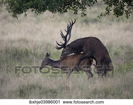 "Red Deer (Cervus elaphus), couple mating, Copenhagen, Denmark, Europe" View Large Photo Image Stock Image - "Red Deer (Cervus elaphus), couple mating, Copenhagen, Denmark, Europe". Fotosearch