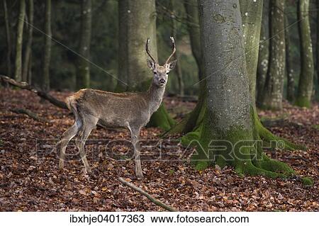 Stock Image - "Red Deer (Cervus elaphus), Daun, Rhineland-Palatinate, Germany, Europe". Fotosearch