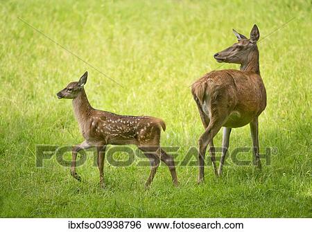 "Red Deer (Cervus elaphus), deer and fawn standing in a meadow, captive, Bavaria, Germany, Europe" View Large Photo Image Stock Photograph - "Red Deer (Cervus elaphus), deer and fawn standing in a meadow, captive, Bavaria, Germany, Europe". Fotosearch