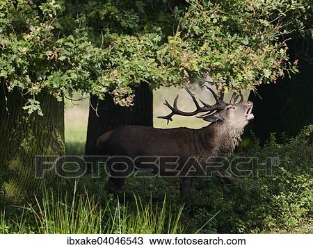 Stock Image - "Red Deer (Cervus elaphus), deer rut, captive". Fotosearch